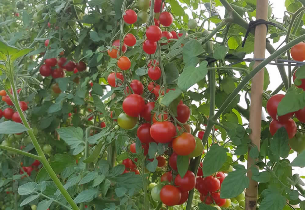 Tomaten